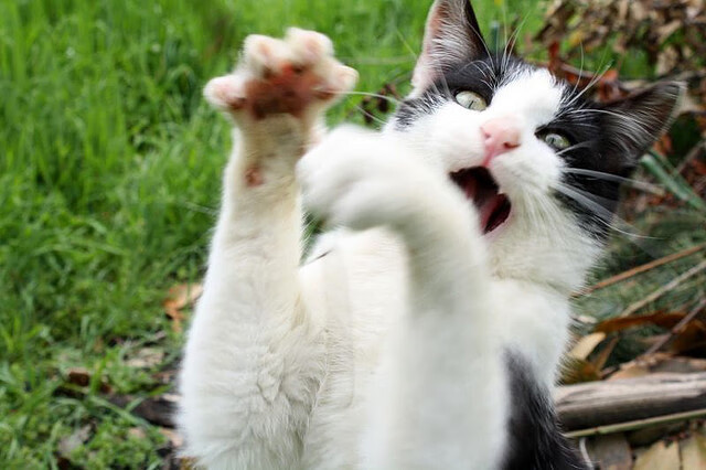 开云体育官网-当坚韧的刀锋遇上不灭的银黑—开拓者西部关键战压制马刺纪实