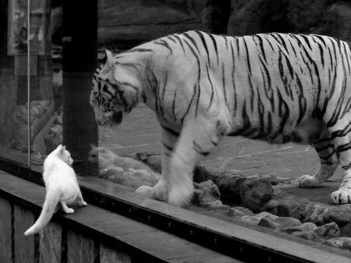 开云体育2026-跨界奇迹，马德里竞技的篮球决胜局与喀麦隆之魂