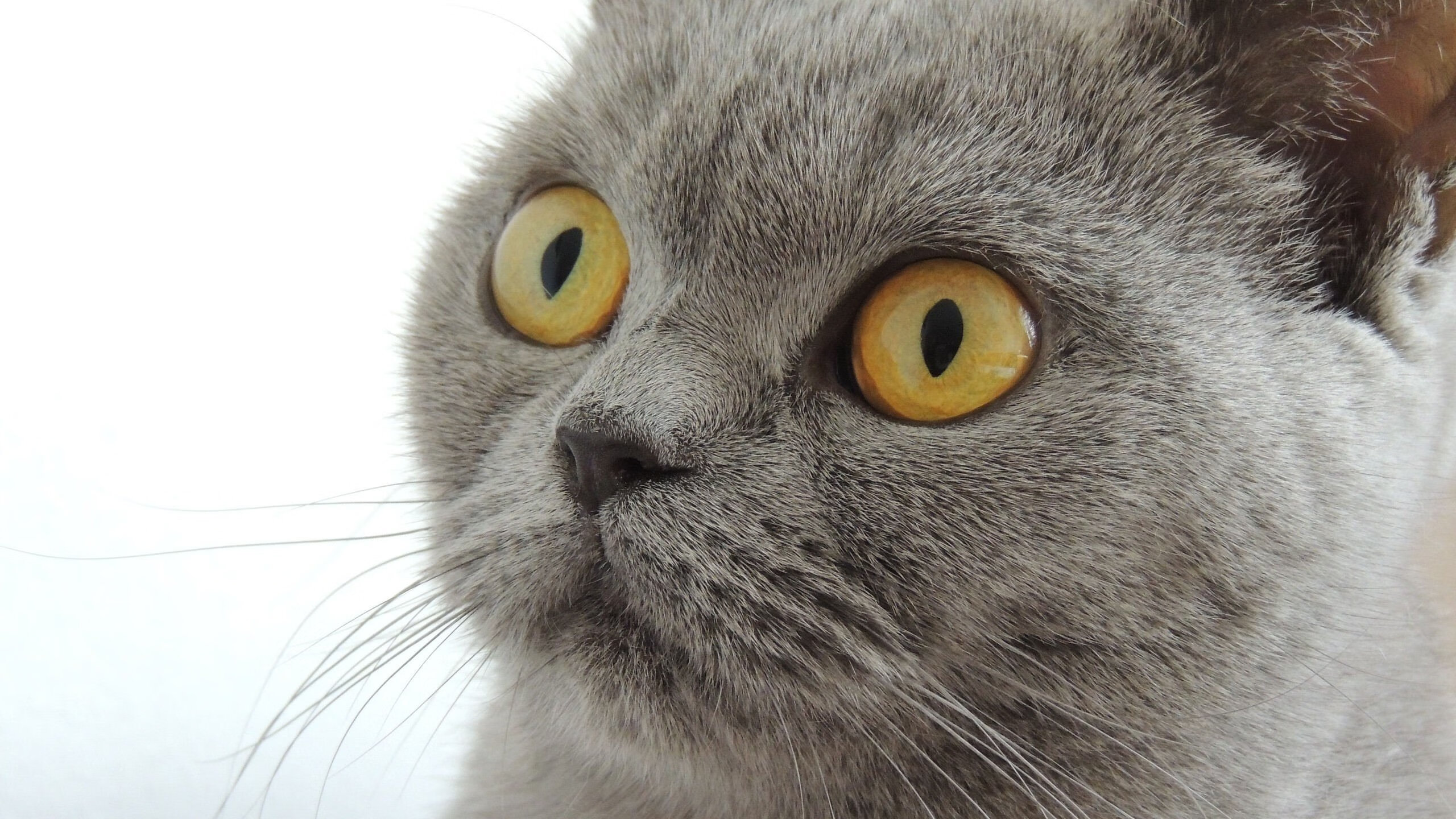 绿茵史诗夜！班凯罗数据全面炸裂，导演意甲巅峰对决