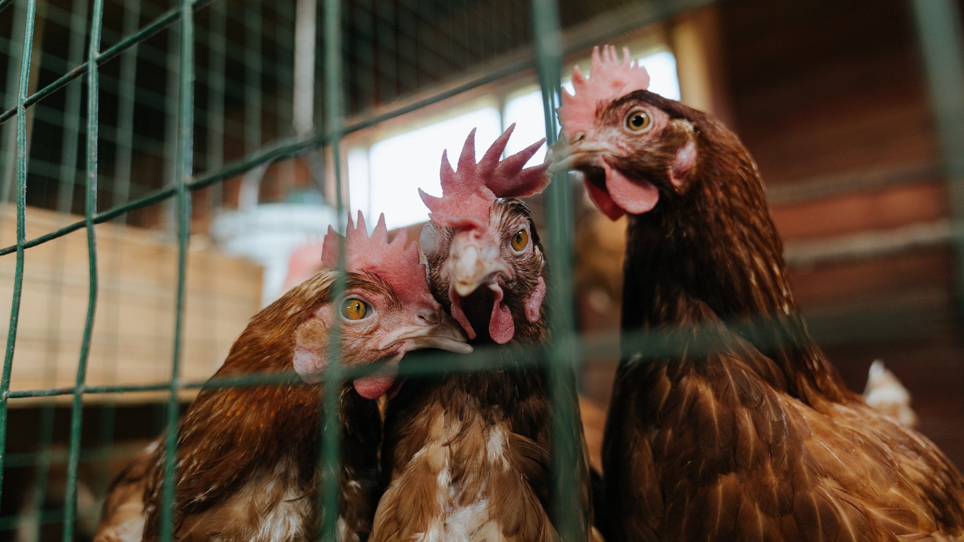 唯一性法则，当孔德化身数字锚点，西班牙如何用虚拟入侵攻陷埃及的金字塔防线？