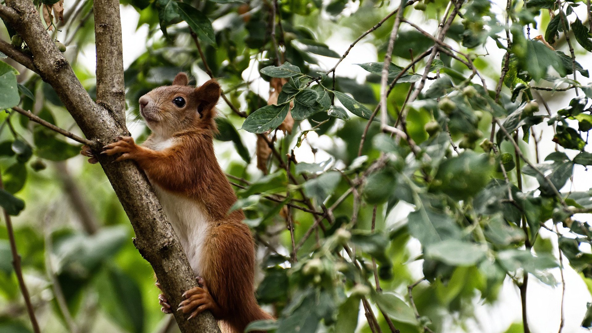 开云体育中国-中场大脑解剖蓝白风暴，当京多安的节奏肢解黄金之城的金元巨兽