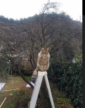 冰与火之歌,恩比德的救赎之夜与爵士队的冷静收割