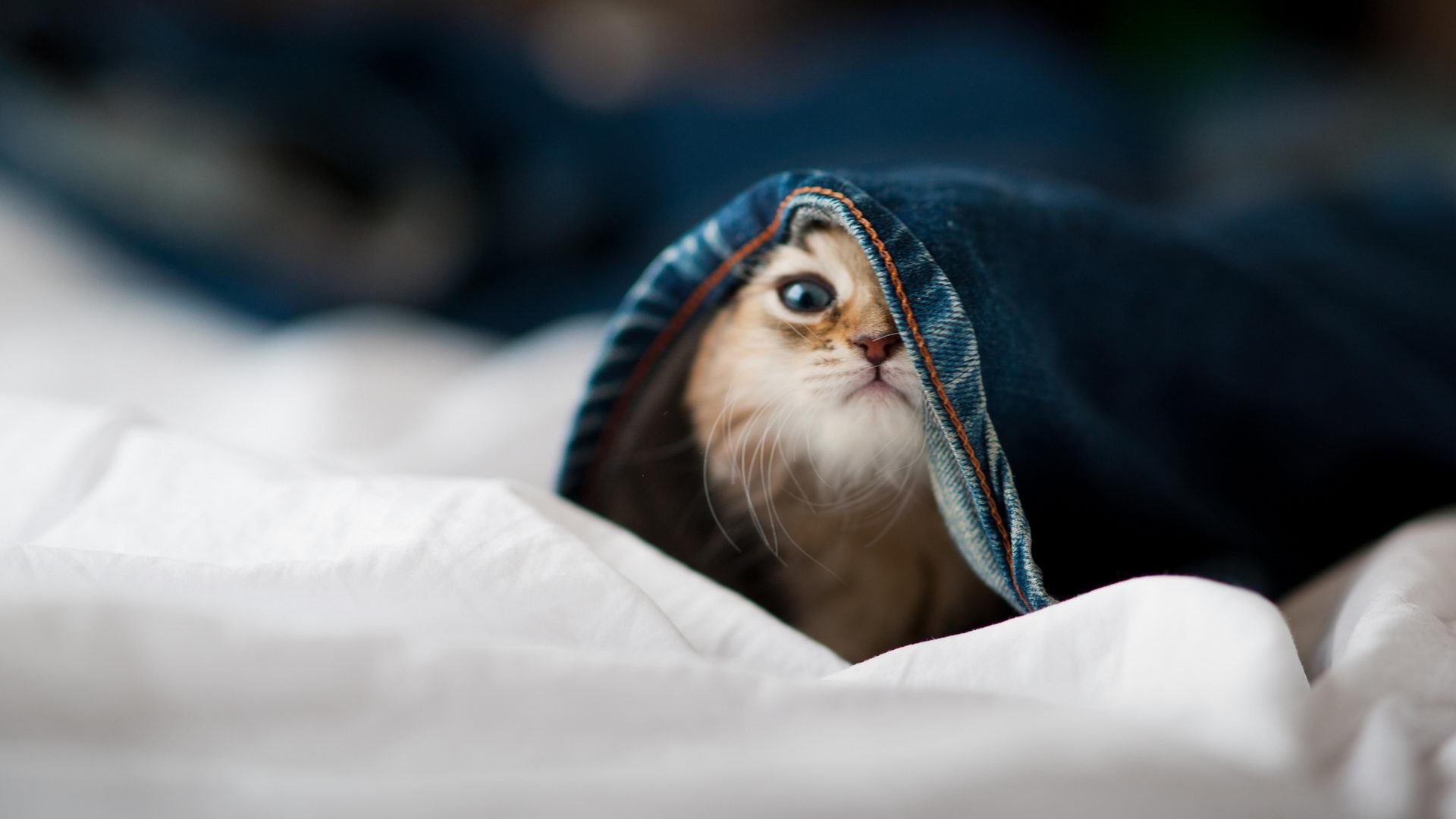 现代足球的双面叙事，数据统治与钢铁意志的终极对话