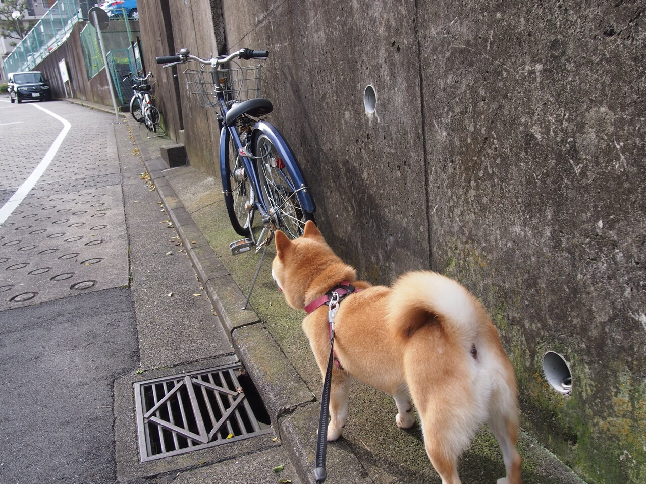 破茧之夜,拉梅洛的年度焦点之战与灵魂救赎