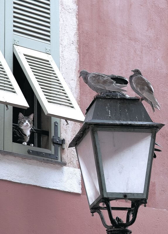 无名小卒到关键先生，阿劳霍一记头槌，砸碎了喀麦隆28年的叹息之墙