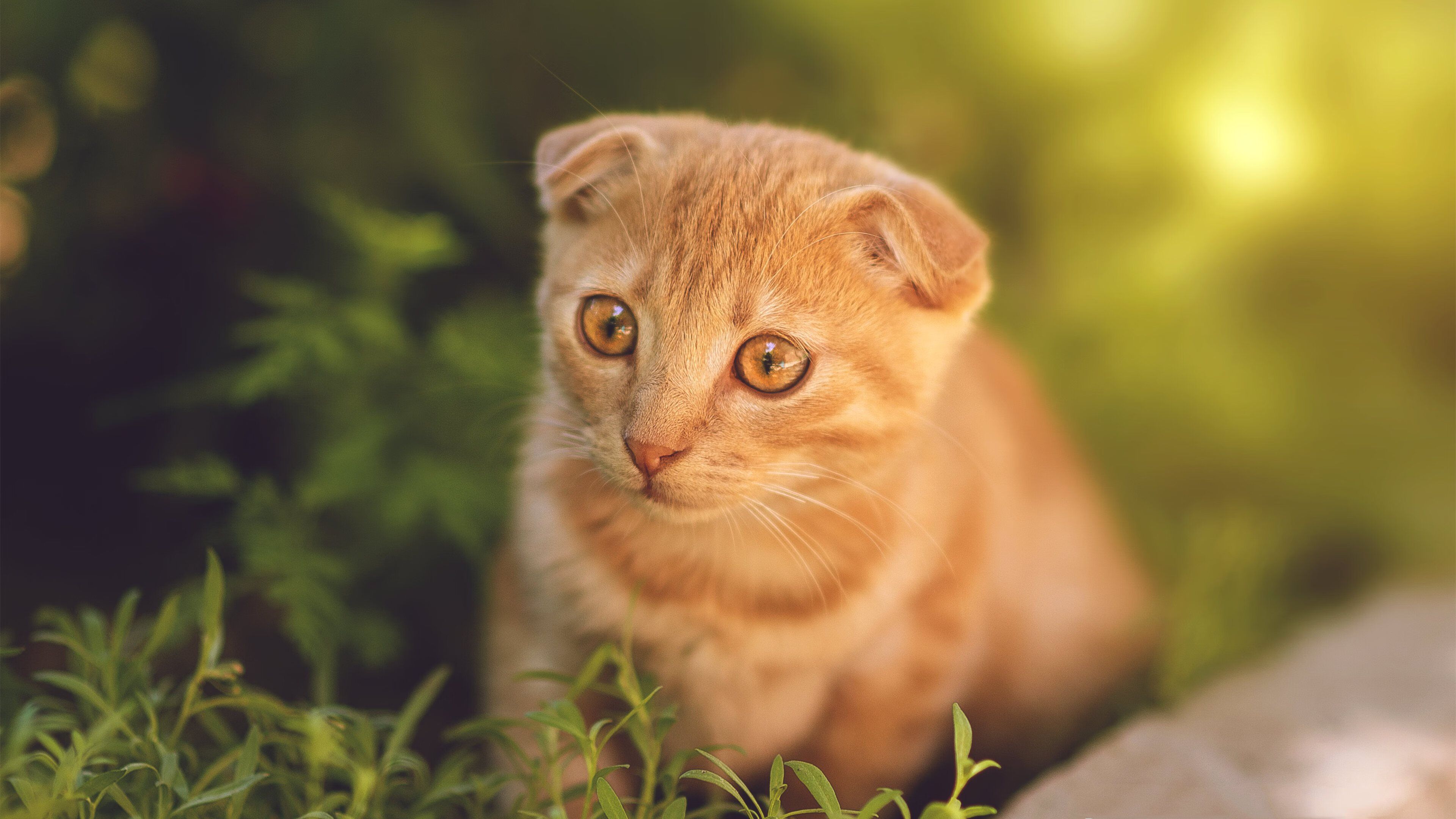 天使刺穿寒夜，迪马利亚关键回合不手软，乃意甲本色之锚