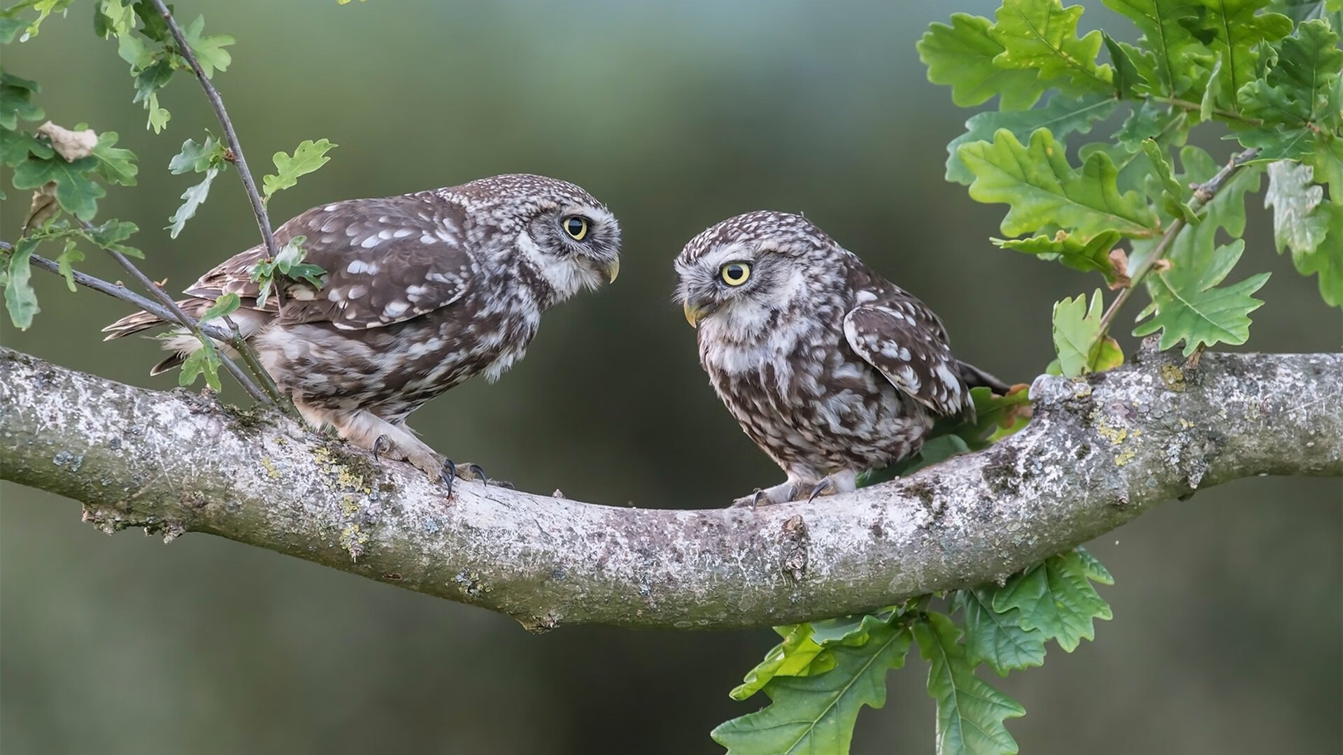 意甲焦点战之夜，莫兰特节奏完全掌控，演绎绿茵交响曲