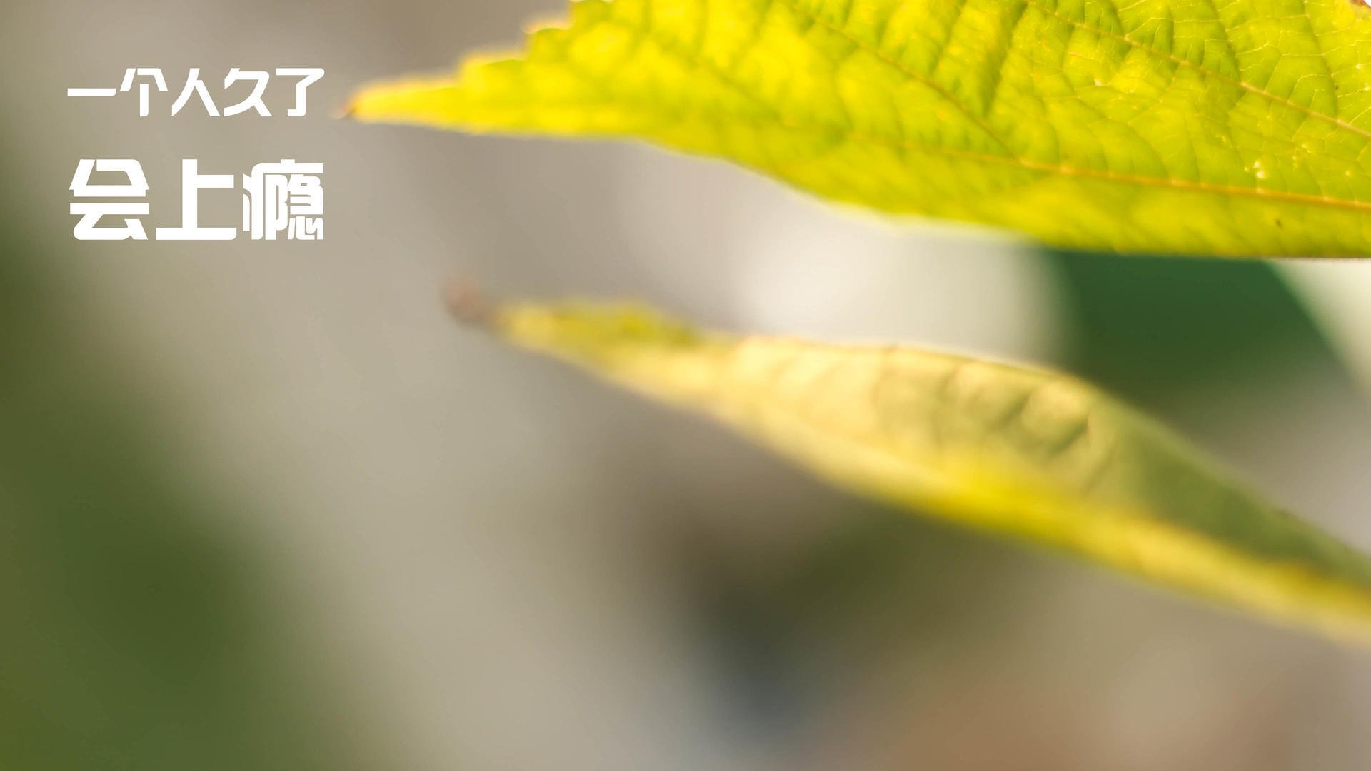 当疯狂撕裂体系，小贾伦的47分让深圳队在颤抖中学习