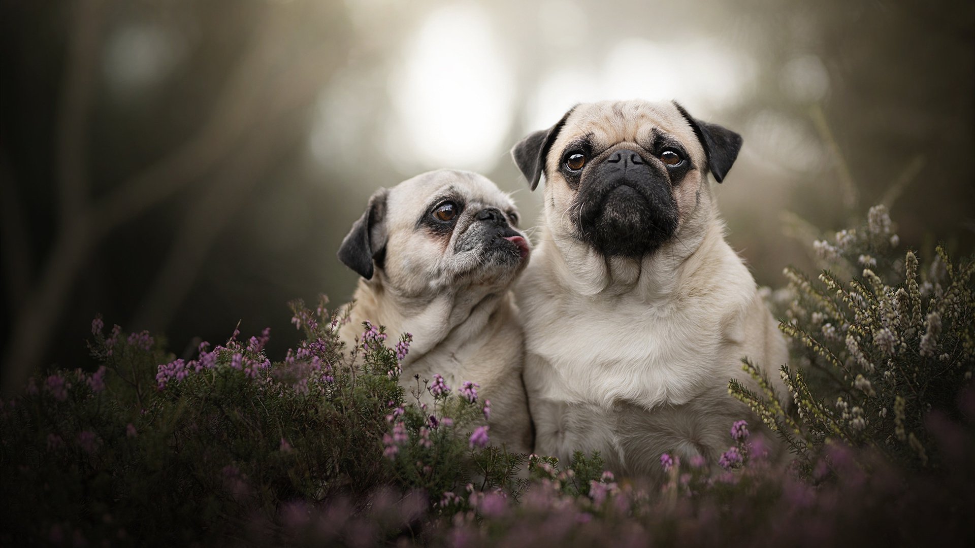 铁幕降临！火箭窒息防守绞杀尼克斯，贝恩一手导演16分翻盘