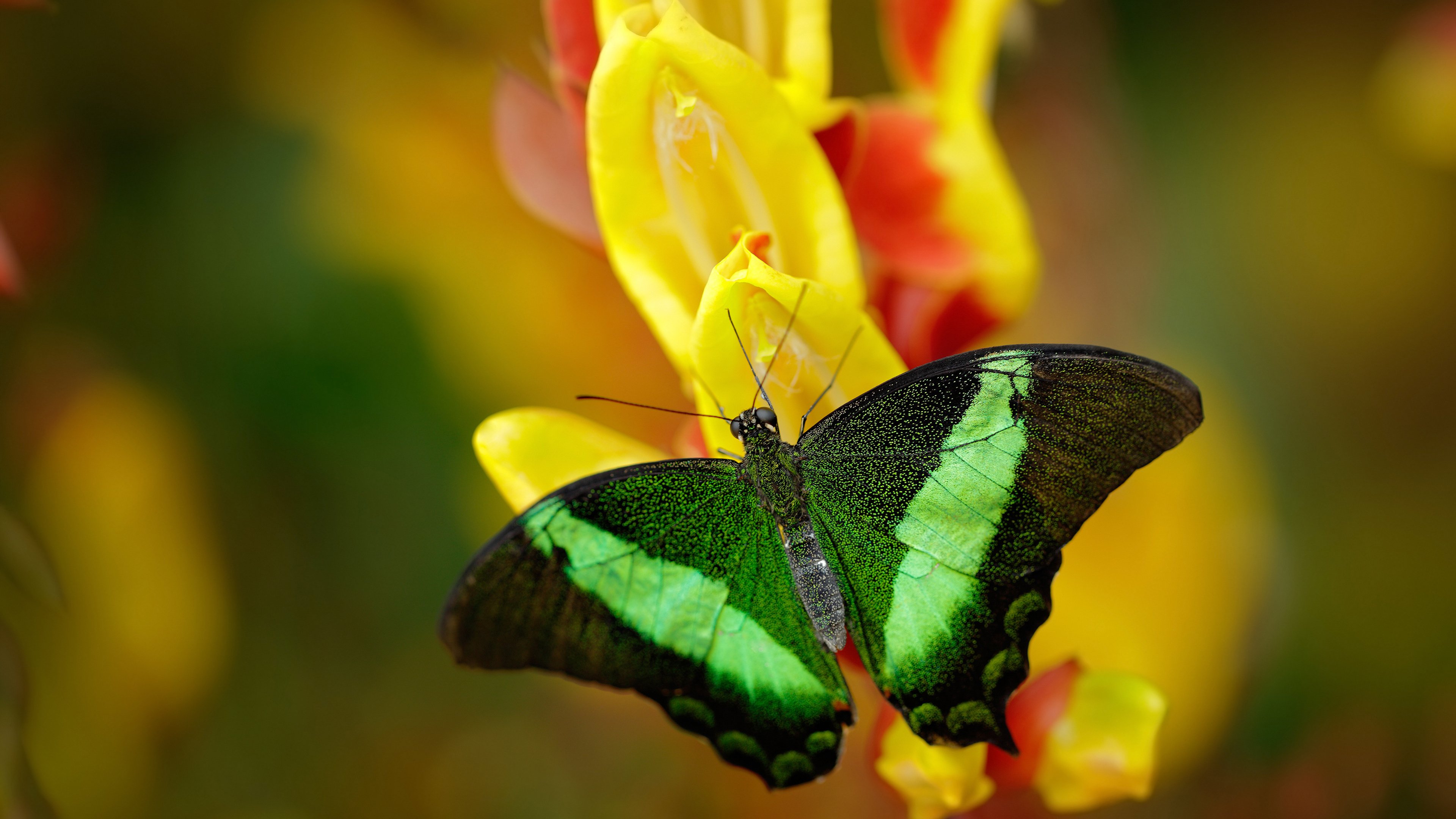 开云体育入口-双城记，当德甲决战映照哥伦比亚制霸马赛的足球新章