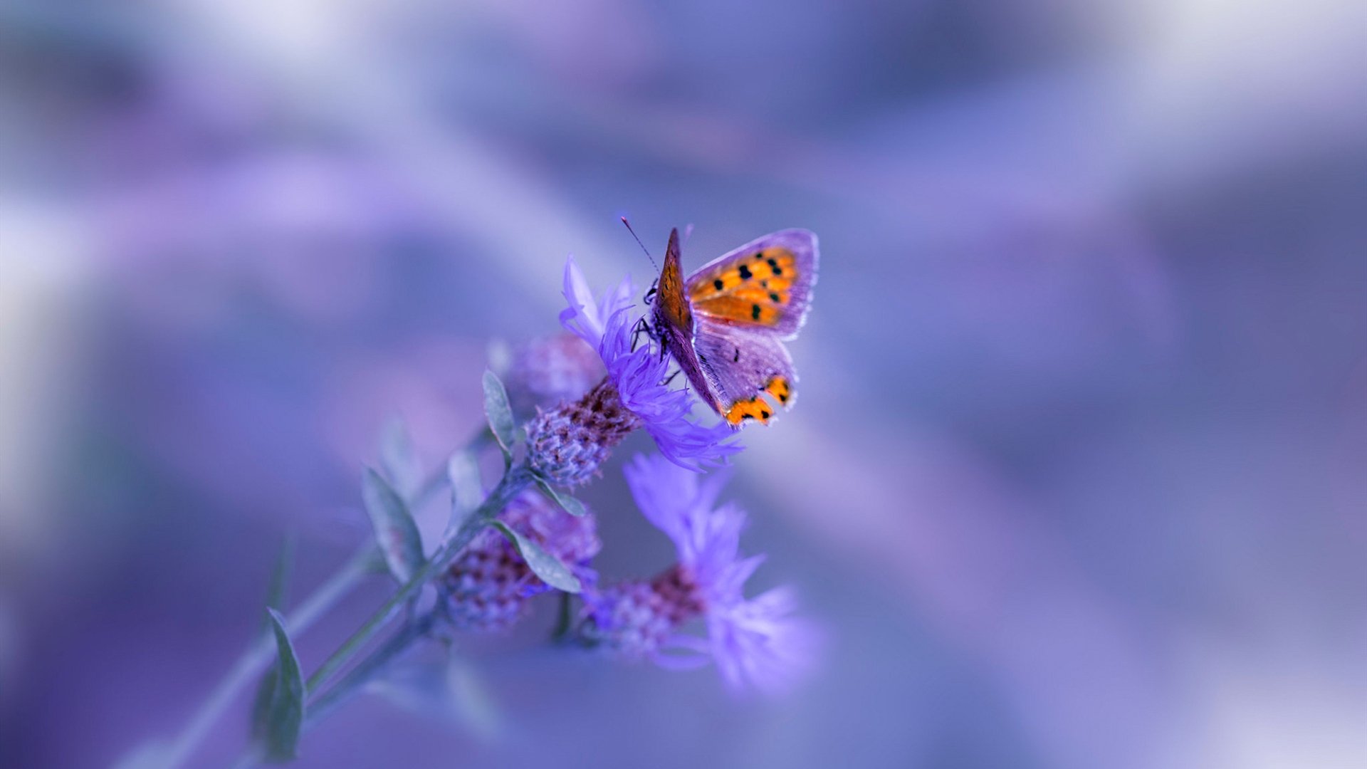 硬仗的艺术,从NBA的钢铁对决到欧冠的孤胆英雄—当范弗利特与公牛写下同一部胜利法典