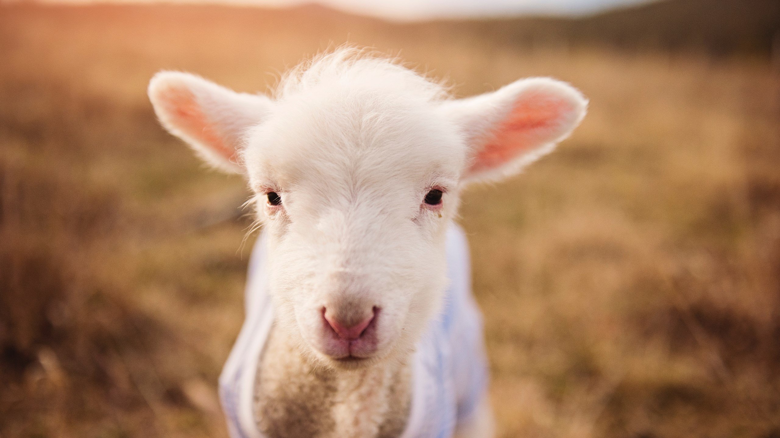 开云体育app-绿洲风暴席卷欧洲，凯塞多统治全场，阿尔及利亚3-0粉碎奥地利